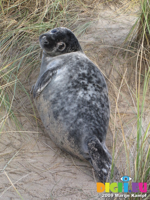 SX11333 Cute Grey or atlantic seal pup on beach (Halichoerus grypsus)